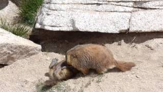 Marmot Fight at Mt. Whitney
