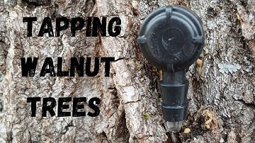 Tapping Walnut Trees