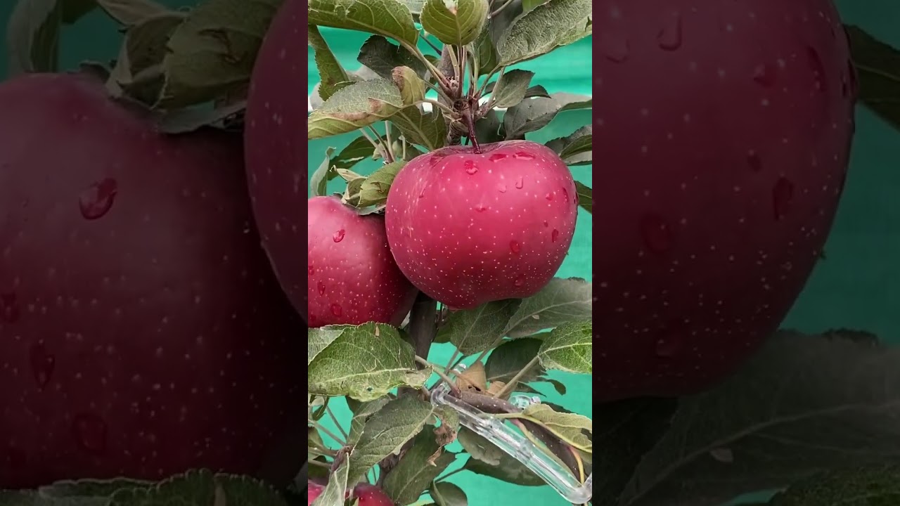 Rd 11- Amir Manzoor ka Dakho