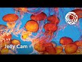 Live jelly cam  monterey bay aquarium