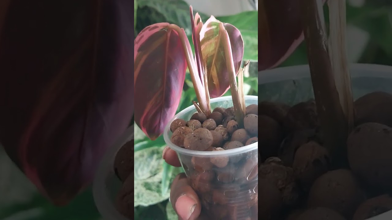 Part 3 of a 3 February 2026 Plant Collection 