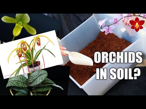 10 Orchids you can Plant in Soil! - Orchid Care Tips for Beginners