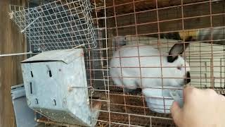 Breeding Rabbits | How to stop Rabbit Water Bottles from Freezing