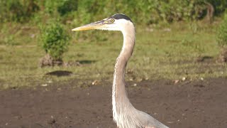 Herons Are Modern Dinosaurs  | 4K