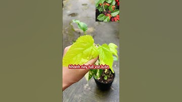 Cây dâu tằm var đột biến lá #fyp #vuonnhaque #kiengla #indoorplants #caytrongnha #trending