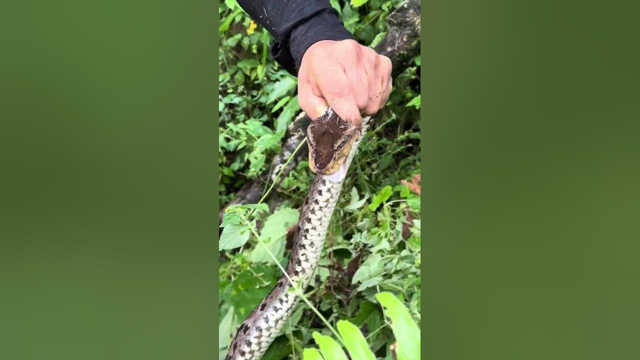 Me encontré una talla x (Mapaná) YouTube