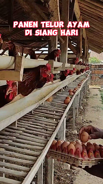 Pengambilan Telur Ayam Panen Telur Ayam  #viral #ternakayam #shorts  #reels #caraternakayam