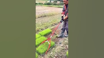 In the process of pulling seedlings, good tools can improve efficiency