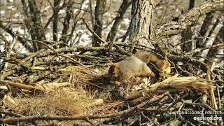 Squirrel Lucky and the abandoned egg 💔💔💔😪Decorah Eagles - North Nest powered by EXPLORE.org