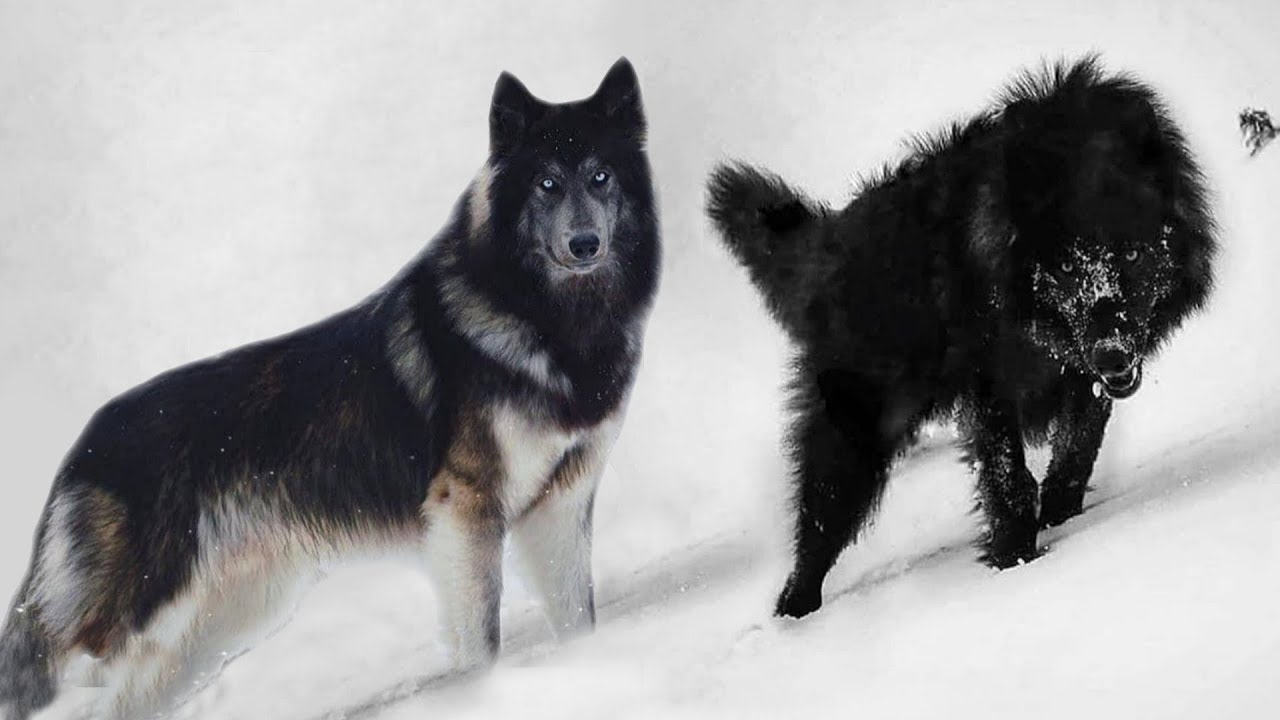 These 10 Dogs Look Really Like Wolves - YouTube