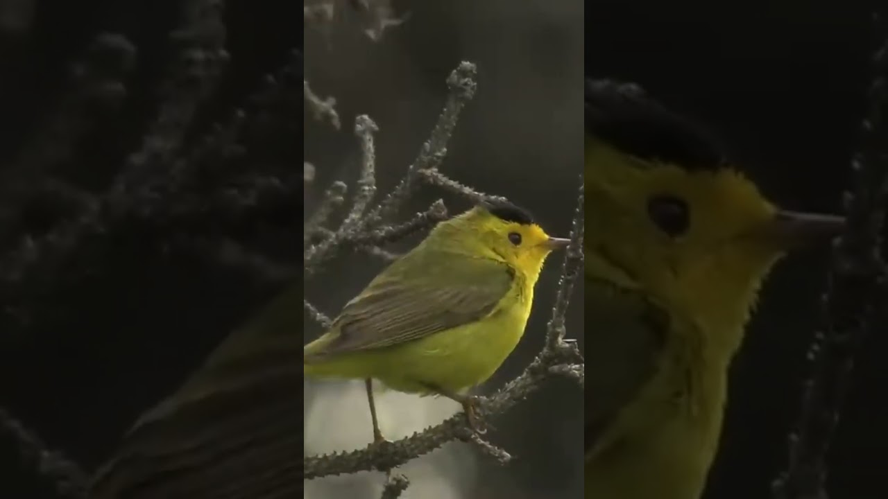 Wilson's warbler (Cardellina pusilla)