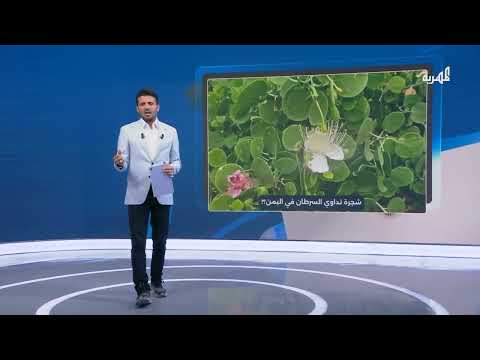 عشبة الرصف اليمنية: تجارب وتعافٍ من السرطان
