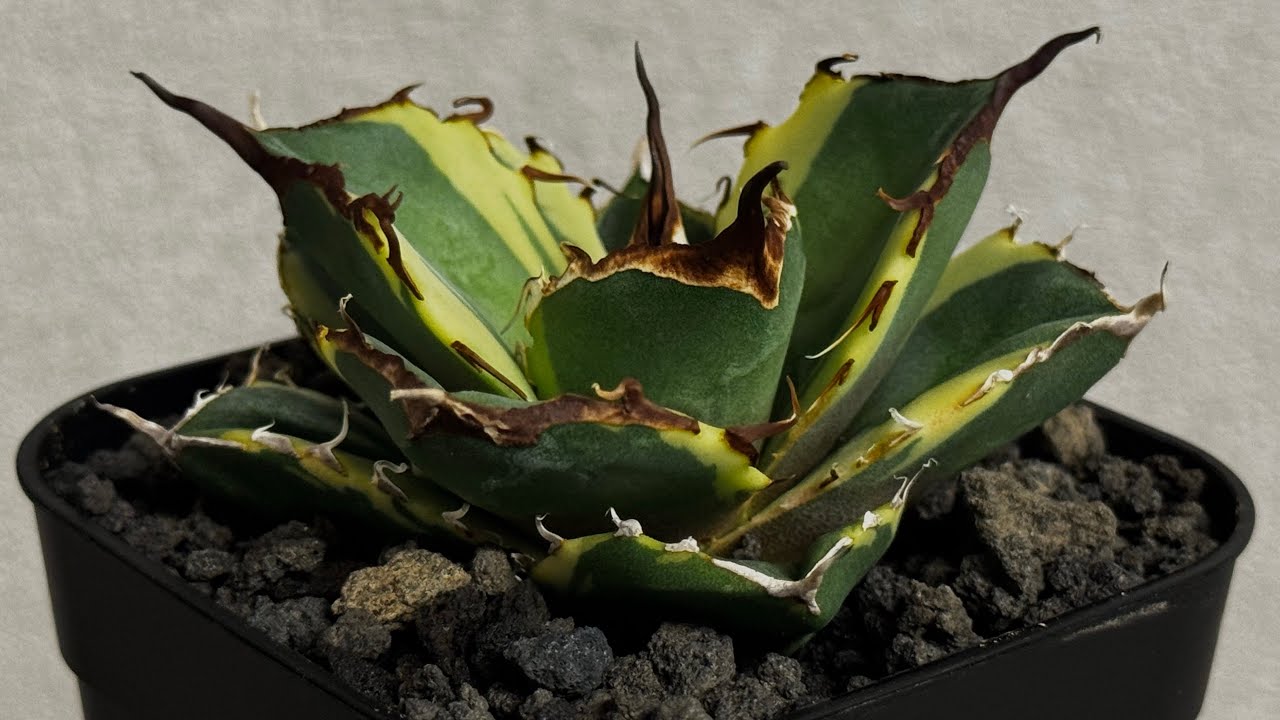 20260907 アガベ・チタノタ 黒豹覆輪（芽）-002｜agave titanota black