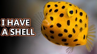 Cowfish facts: also boxfish facts | Animal Fact Files