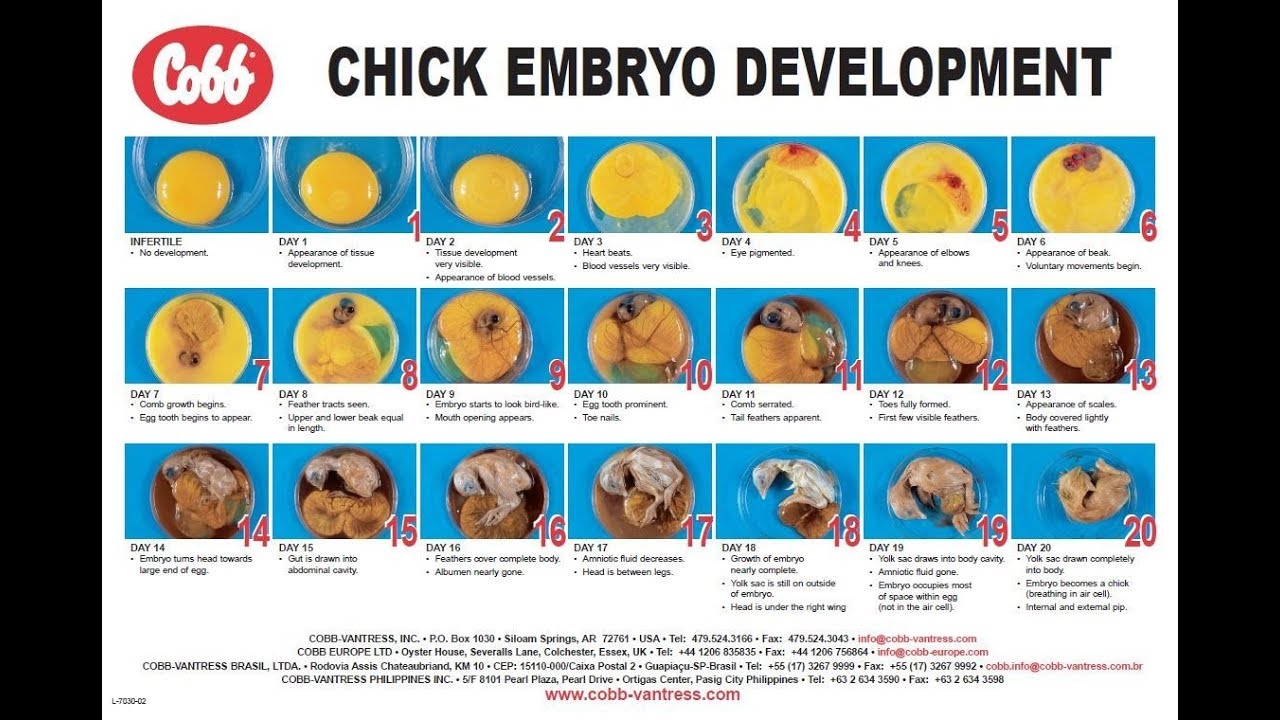 На какой день в яйце цыпленка. Стадии развития инкубационных яиц кур. Этапы развития эмбриона цыпленка. Стадии развития зародыша цыпленка. Стадии развития куриного эмбриона по дням.