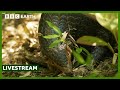 ๐ด LIVE: Amazing Animals of Asia | BBC Earth