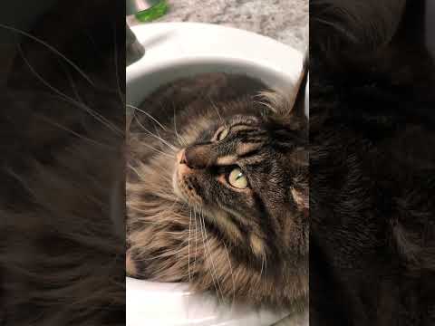 This Cat Loves the Sink