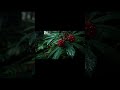 Dewberry Plant Information | Care & Benefits | Welcome to NVOOVN | A World of Cinematic Animation.