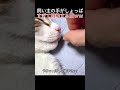 飼い主の手がしょっぱすぎて悶絶する猫ww