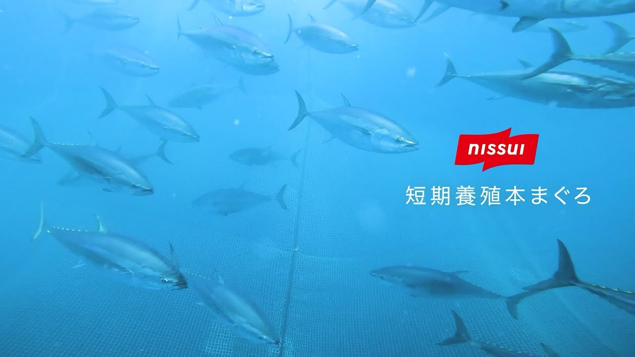 Short-term farmed bluefin tuna - YouTube