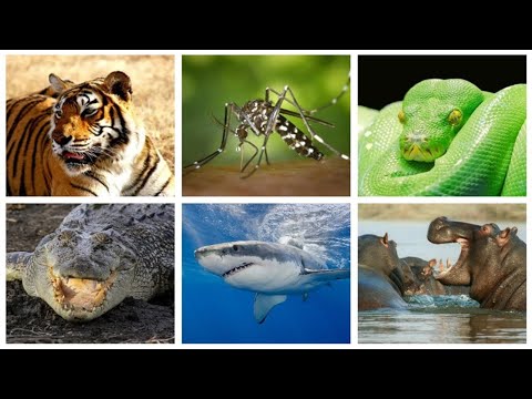 Video: Insektet më të shpejta në botë