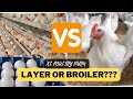 Broiler vs Layer: Which is Profitable for Poultry Farming