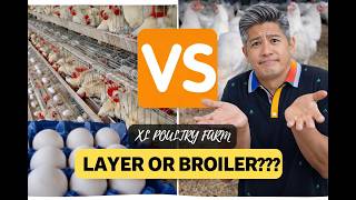 Broiler vs Layer: Which is Profitable for Poultry Farming