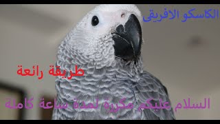 تعليم طائر الكاسكو السلام عليكم مكررة لمدة ساعة