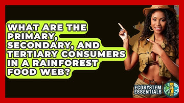 What Are The Primary, Secondary, And Tertiary Consumers In A Rainforest Food Web?