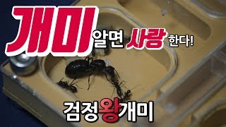 여왕개미의 일생 - 촬영기간 2년 l 일본왕개미, 검정왕개미 (Camponotus japonicus)