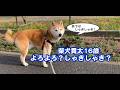 シニア犬貫太、よろよろ？しゃきしゃき？