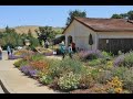 Gardening with California native plants: Nancy Niemayer, Clayton, CA