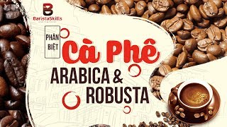 [BARISTA SKILLS] Cách phân biệt Arabica và Robusta