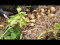 Картошка в сене Урожай 2018