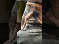 Just starting your mobility journey? Comment BASICS and I'll send you the Grade 1 follow-along free.