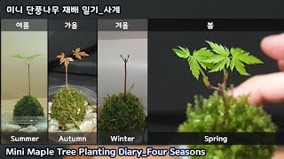 미니 단풍나무 재배 일기_사계 Mini Maple Tree Planting Diary Four_Seasons