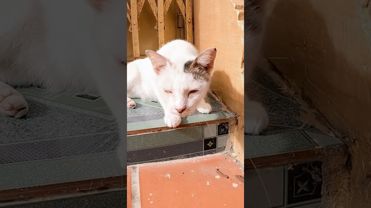 Part 347 | feeding a poor stray cat on street 