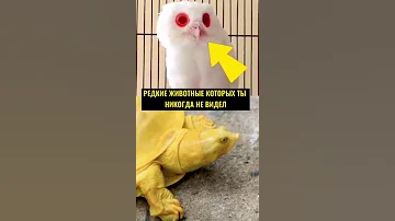 РЕДКИЕ ЖИВОТНЫЕ КОТОРЫХ ТЫ НИКОГДА НЕ ВИДЕЛ