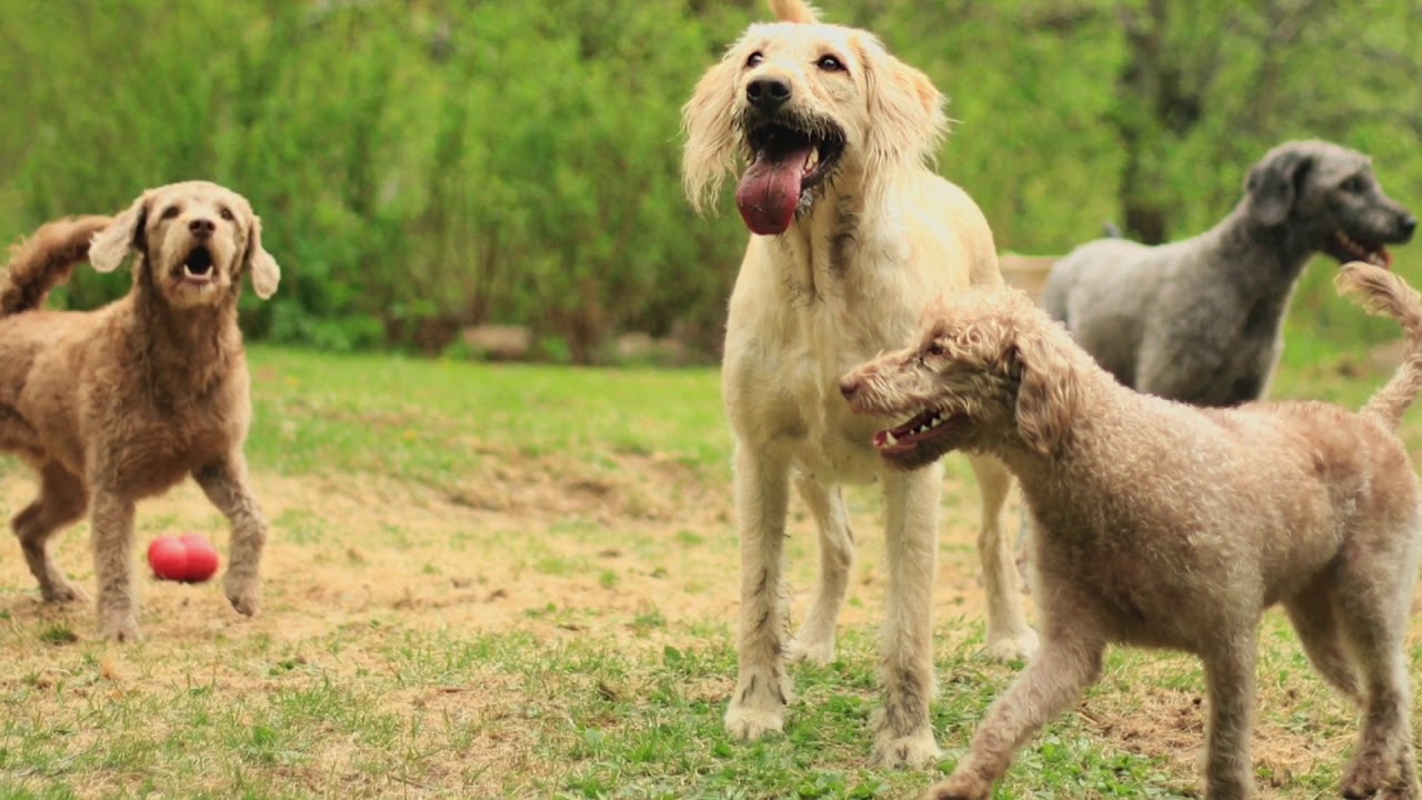 Finnish Labradoodle