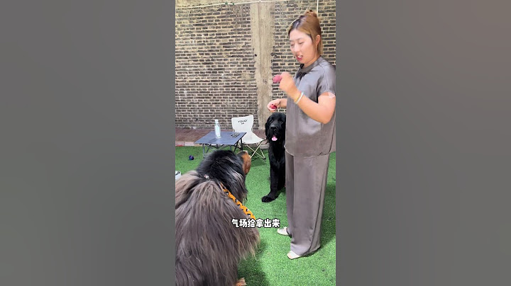 给大家看看加布的气场【藏獒加布】 #dog #pets #加布 #萌宠 #藏獒 #宠物 #狗狗 #可爱 #shorts