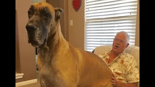 Giant Dogs Thinking They’re Lap Dogs Funny Big Dogs!