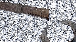 Amazing Easy Fish Trap  Unique Easy Fish Trap System