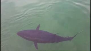Tuna Vs Seagull