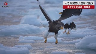 【速報】大きな翼広げ 流氷に集う オオワシ 北海道・知床沖