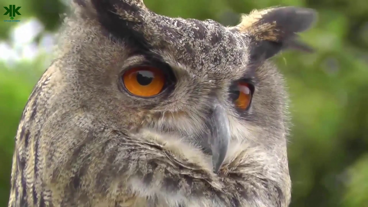 Baykuşlar nasıl çok sessiz uçar? - YouTube