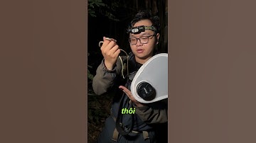 Herping Vietnam - Rắn Leo Cây #vietherping