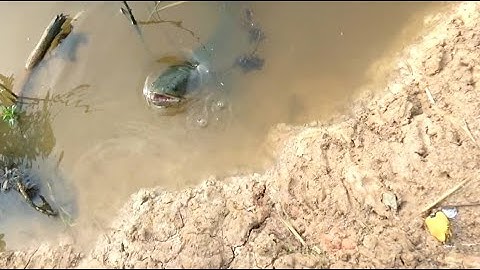 Chia Sẻ Bãi Câu Cá Lóc Tự Nhiên Tại Tân Hưng Long An | Cha Già Vlogs