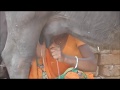 Indian village how to get young women buffalo milking At Home