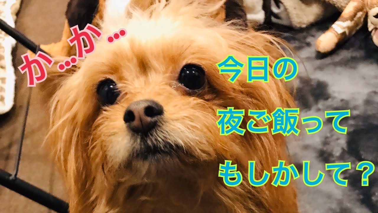 ポメプー チョコモカの夜ご飯 ポメラニアン トイプードル ミックス犬 Youtube
