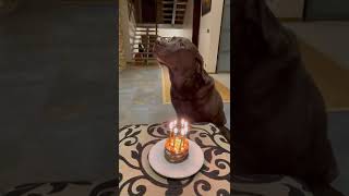 Group of People Sings Happy Birthday to a Dog Named Stella